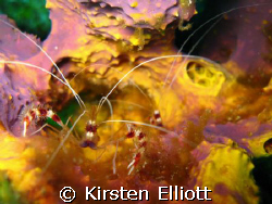 coral banded shrimp by Kirsten Elliott 